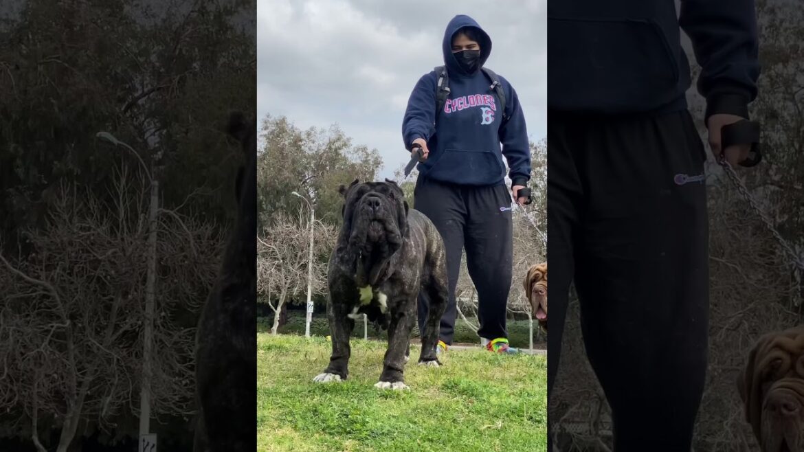 Neapolitan Mastiff Guarding
