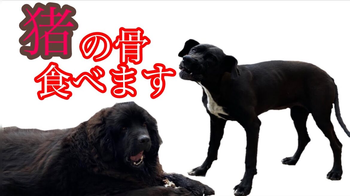 猪の骨 食べます‼️ ニューファンドランド グレートデーン パピー 超大型犬 渡辺ボス giantdog BOSS＆Queen newfoundlanddog Great Dane bigdog