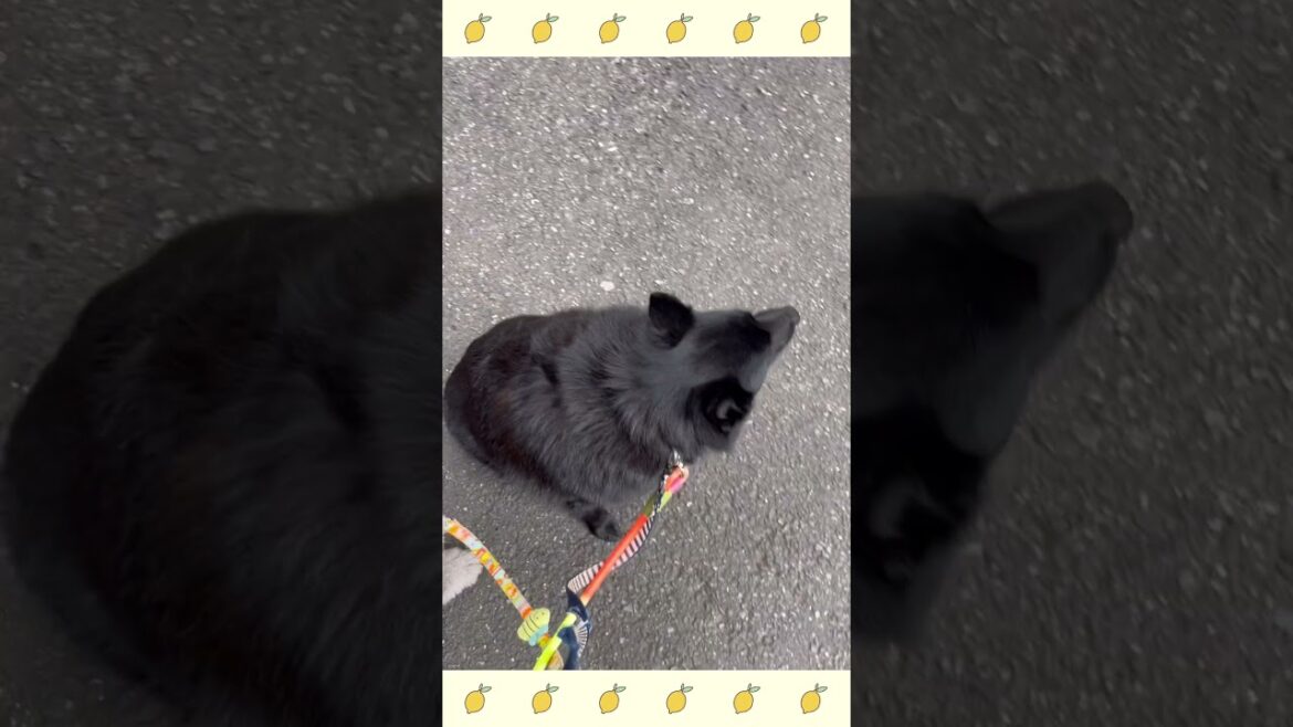 犬のようちえん・ほいくえん・お泊りトレーニング・スキッパーキ#犬のしつけ#shorts