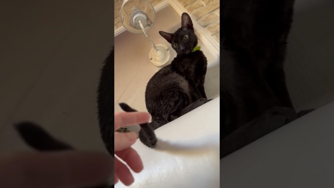 Cornish-Rex - сатана а не кошка🐈‍⬛. Злая кошка породы Корниш-Рекс. Черная кошка по кличке Мамба
