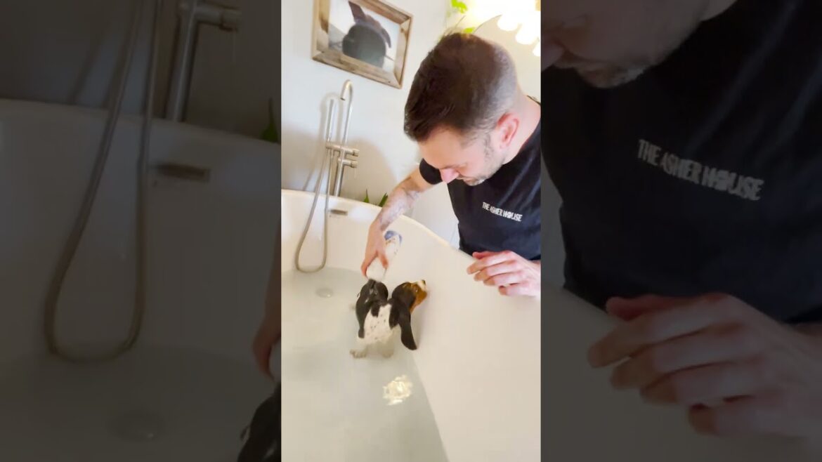 Tiny Basset Hounds Meets Her New Pack | The Dodo