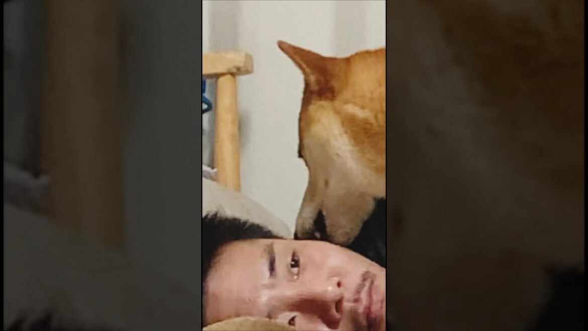 柴犬の寝かせ方 #柴犬 #犬 #ペット
