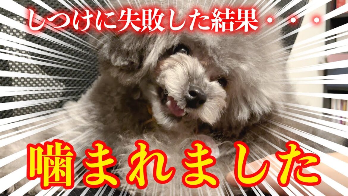 【噛み癖】人に噛み付く犬・・・しつけに失敗するとこうなります・・・