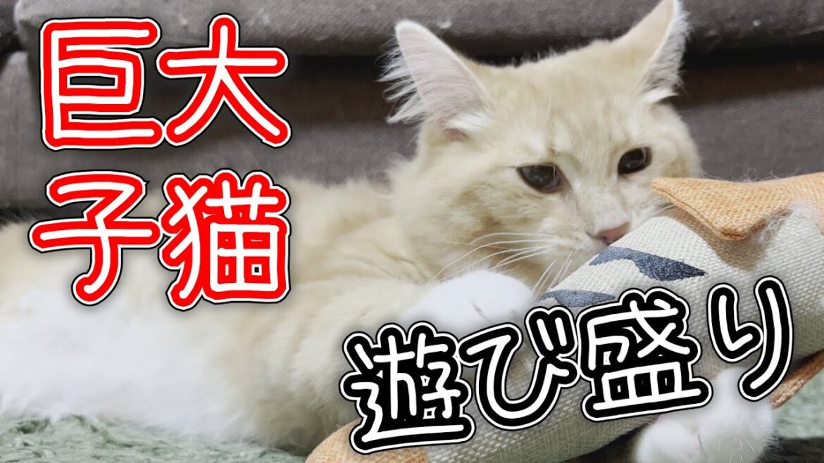 遊び盛りの子猫なのに巨大なアメリカンカール