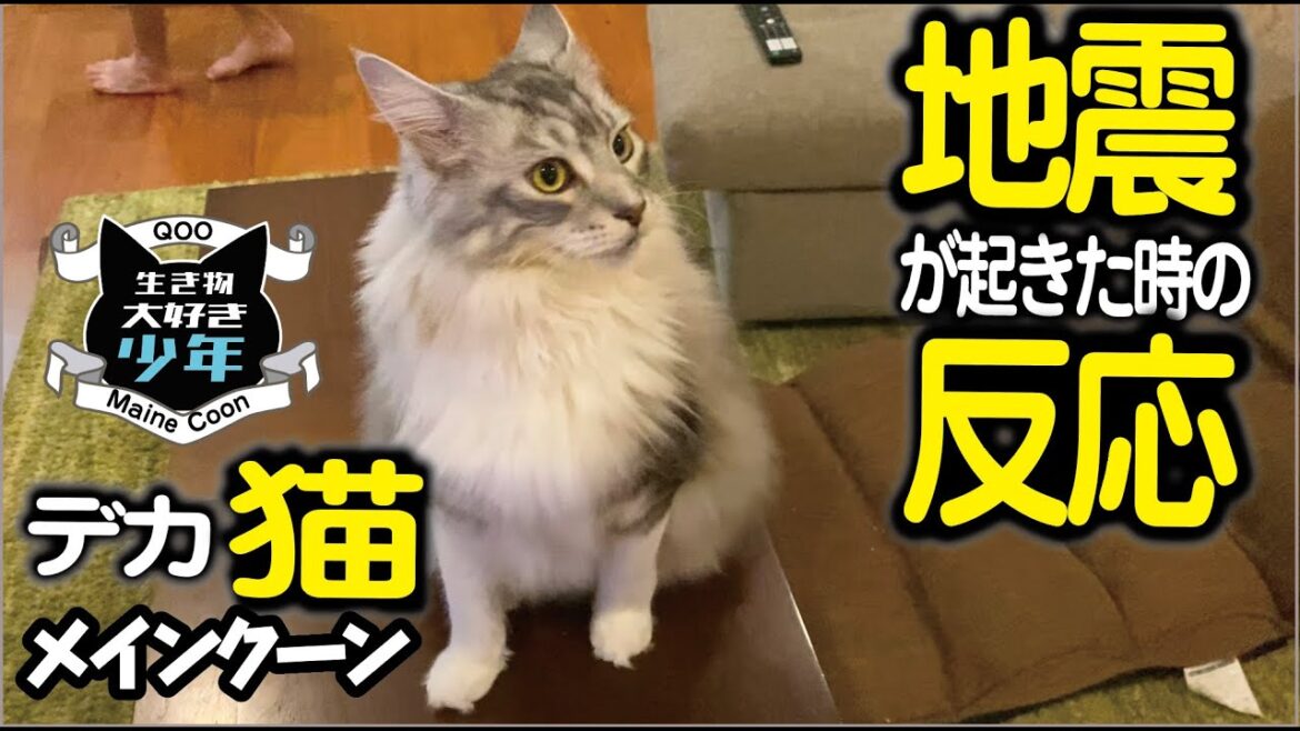 【メインクーン】地震が起きた時の大型猫の反応/ヘラクレスオオカブト 【メインクーン】地震が起きた時の大型猫の反応/ヘラクレスオオカブト