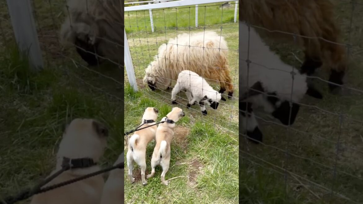 [パグ]世界一ｶﾜｲｲ羊 と犬🐏🐶 (too cute sheep) #ヴァレーブラックノーズシープ #shorts