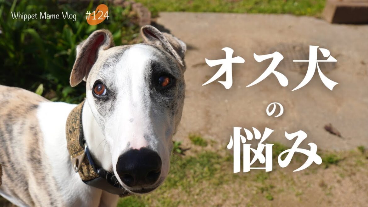 トイレ？マウンティング？マーキング？我が家のオス犬の悩みを公開　＃124