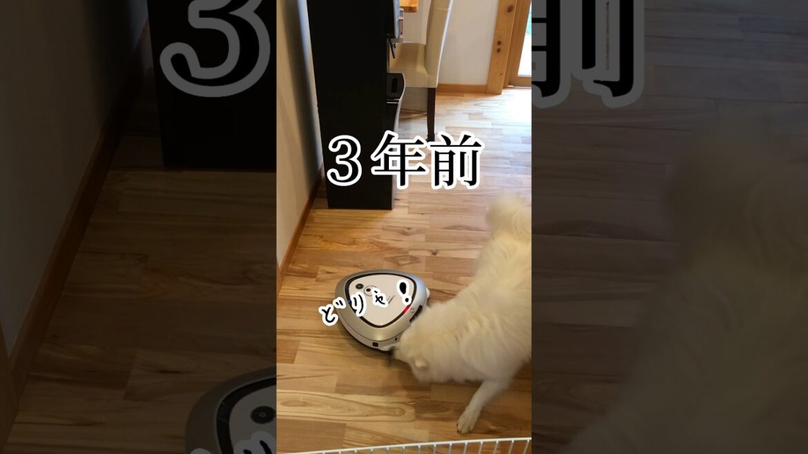 【今昔】まだやる気あったときと今の戦い方　#日本スピッツ  #shorts