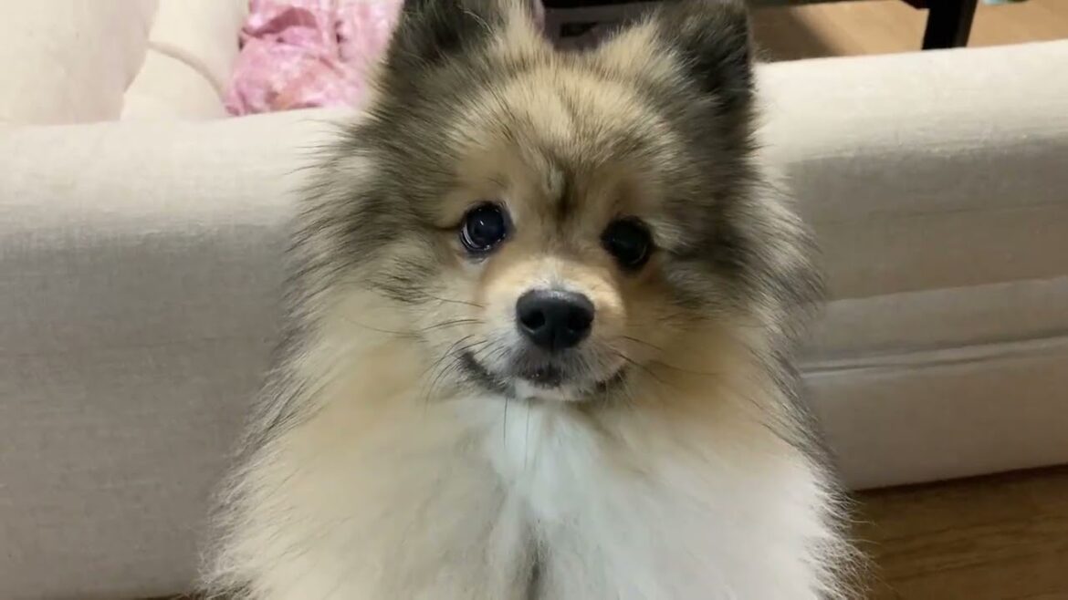 ヨーグルトに目がないポメラニアン ヨーグルトに目がないポメラニアン