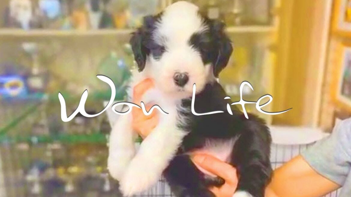 【田舎暮らしvlog】可愛い犬の赤ちゃん｜虹の橋を渡ったゴールデンレトリバーと奇跡の誕生の子犬の物語。