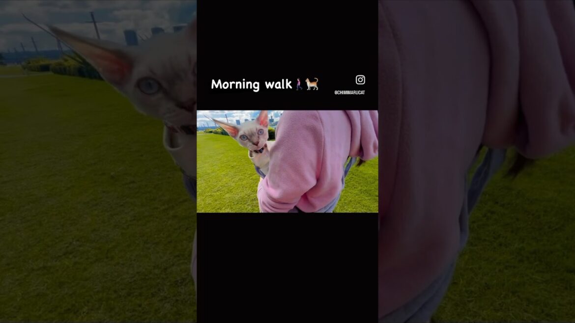 Nice walk with Chimimaru🐈🚶🏻‍♀️🧡☀️#devonrex #デボンレックス #cat #子猫 #catharness #catlover #shorts#slingbag