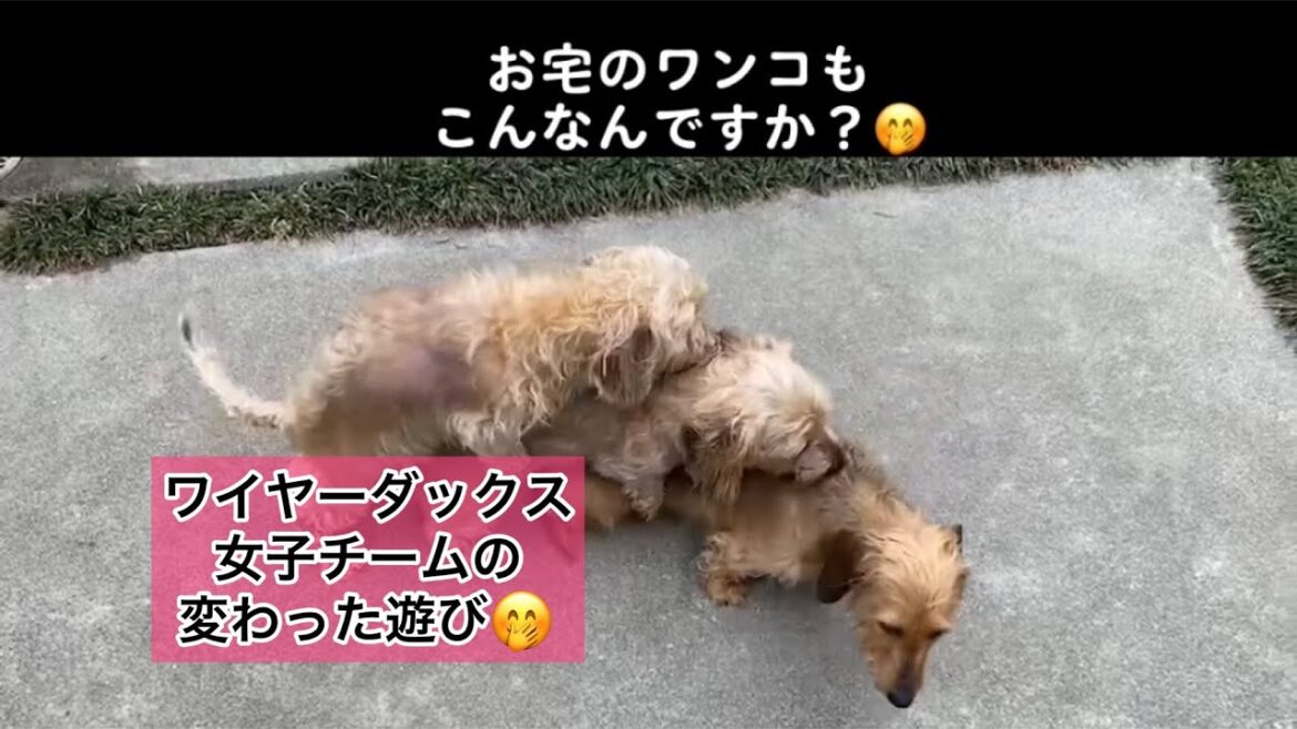 「お宅のワンコもこんなんですか？🤭」ワイヤーダックス女子チームの変わった遊び