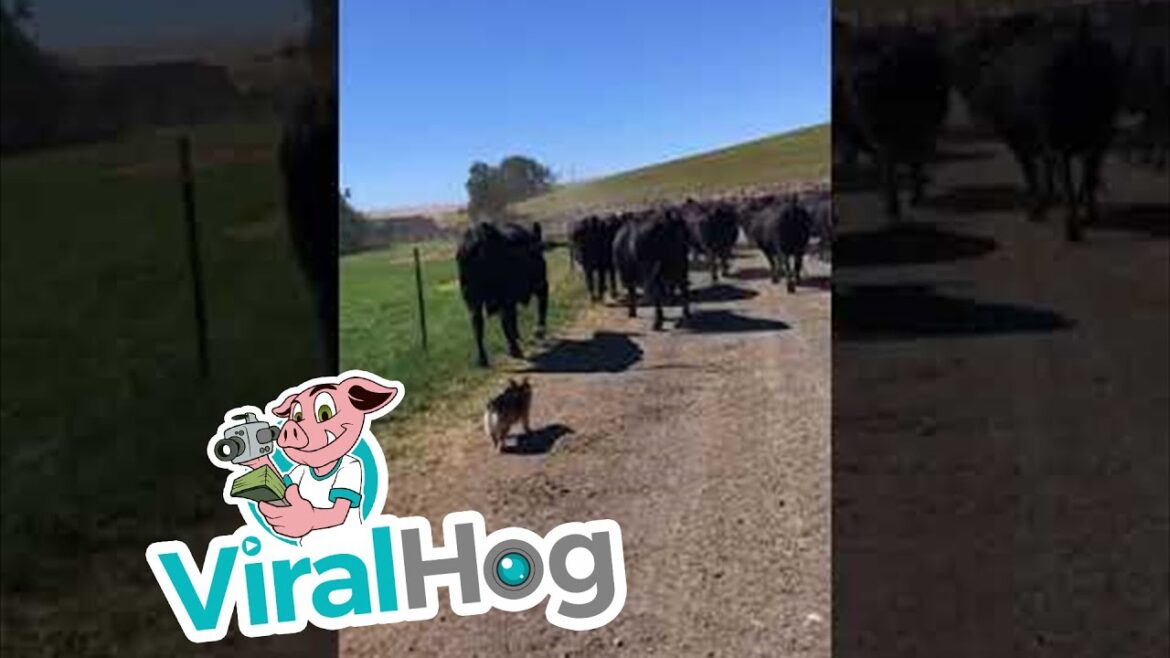 Corgi Cattle Dog || ViralHog