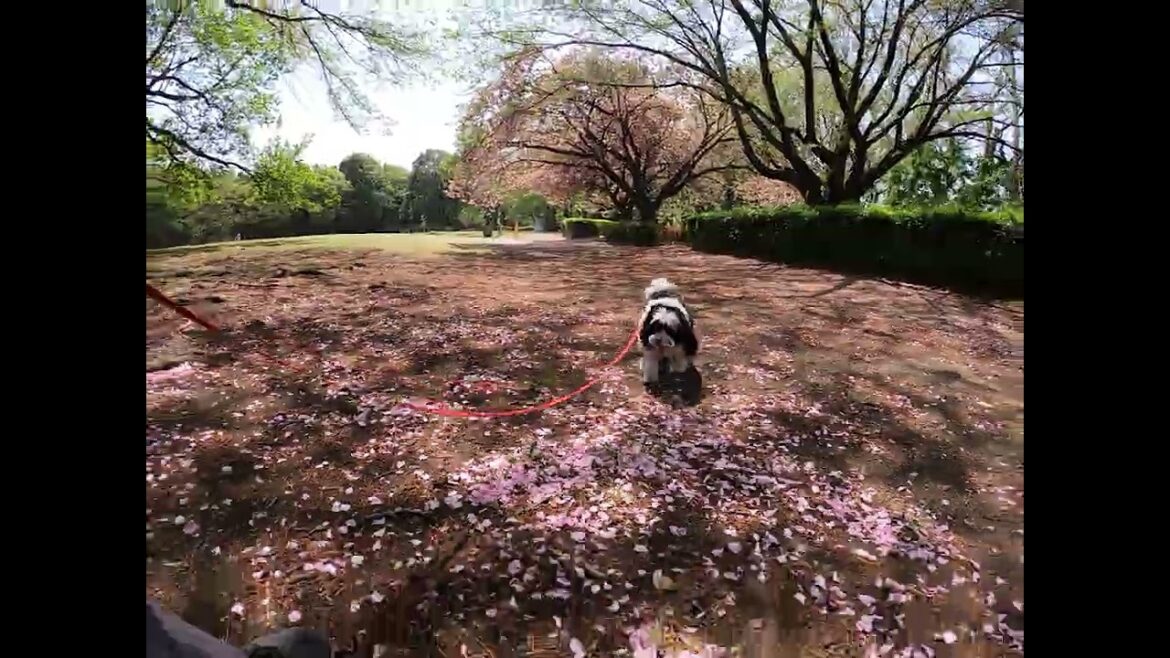 福之助君