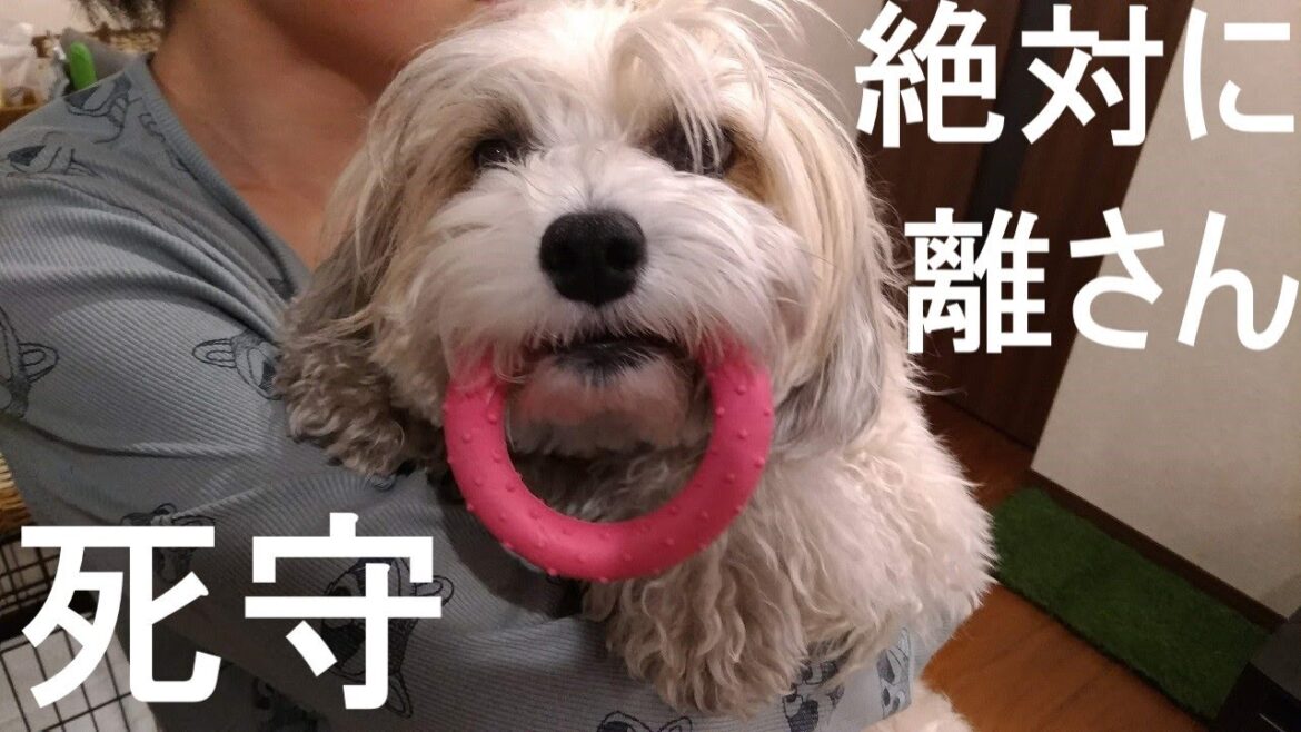 新しいオモチャを気に入って離さないチャイクレのウィルちゃん。