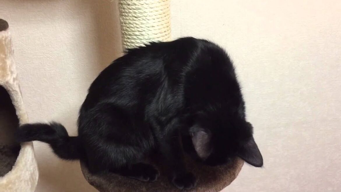 猫 キャットタワー