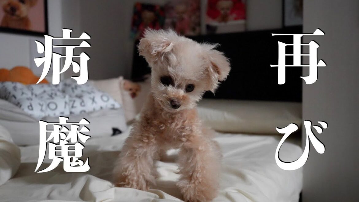 治ったと思ってた病気が再発してしまいました・・・【トイプードル】