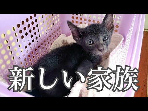 子猫がウチにやってきた Kitten came to my home 子猫がウチにやってきた Kitten came to my home