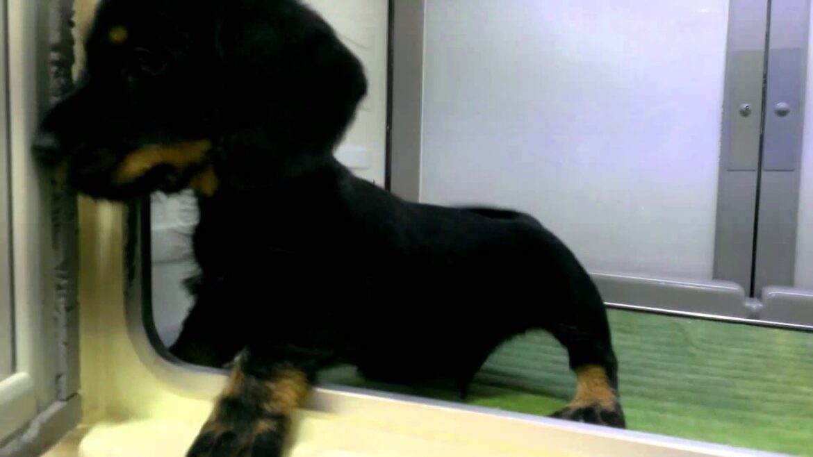 ワンダードック平岸店 ミニチュアダックスフンド ワイヤー