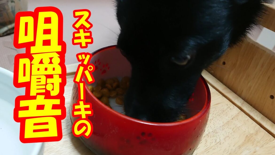 【ASMR】クーのご飯を食べる音を楽しむ【黒犬スキッパーキ】