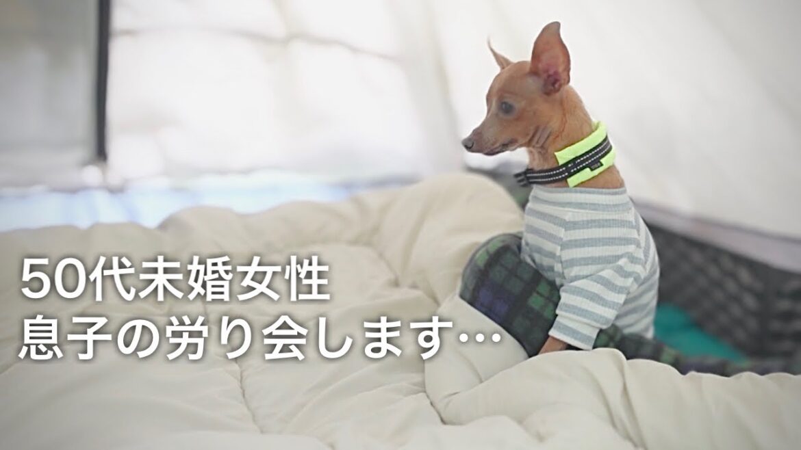 【50代、未婚、子無し】病院続きで疲れ果てたシニアの子鹿犬をいたわる休日【ミニピン／元保護犬】