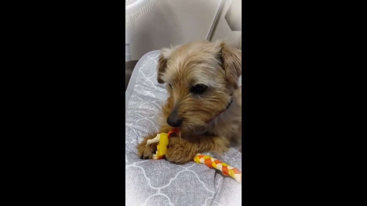 【ノーフォークテリア】雨の休日