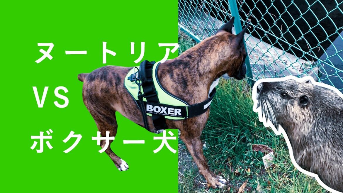 巨大ネズミVSボクサー犬（第1ラウンド）