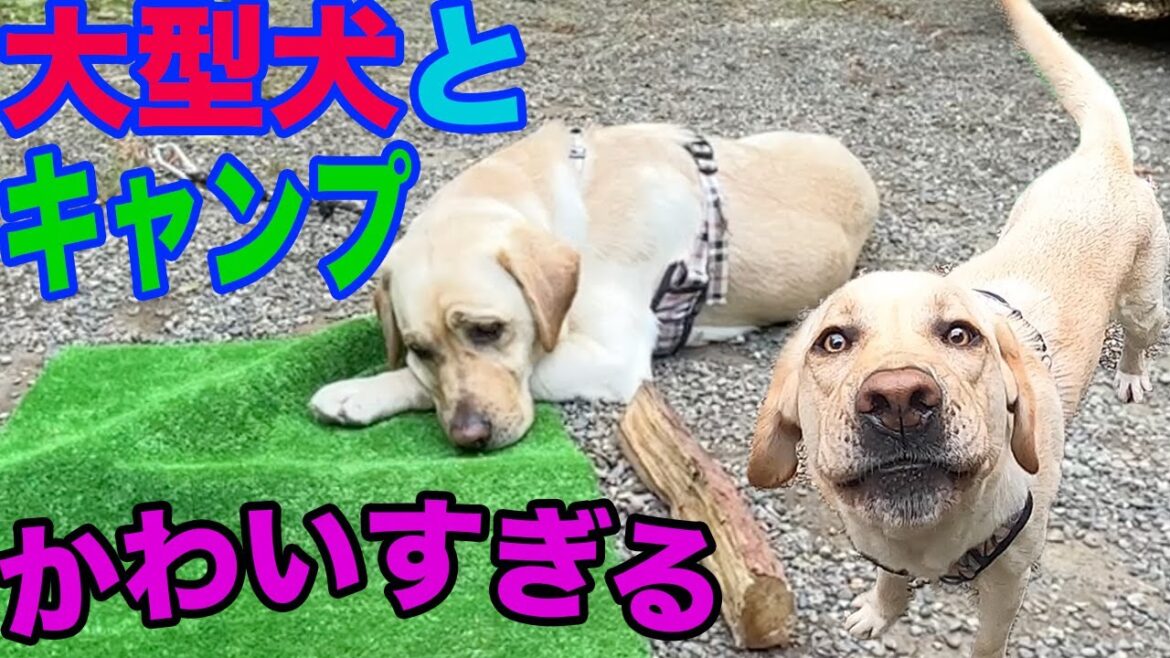 愛犬ラブラドールとキャンプに行ってみた