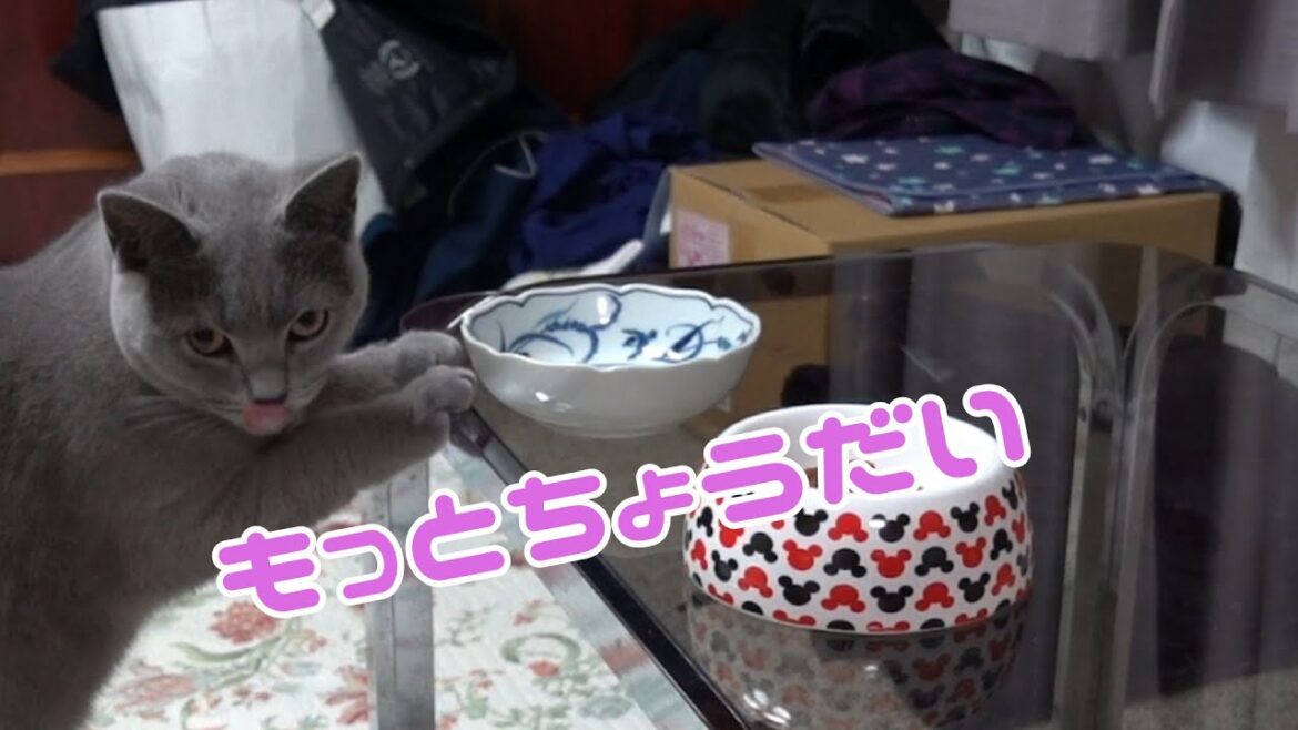 猫のシャルトリュー【グラスさん】が好きなキャットフードは?食べ比べてもらいました。
