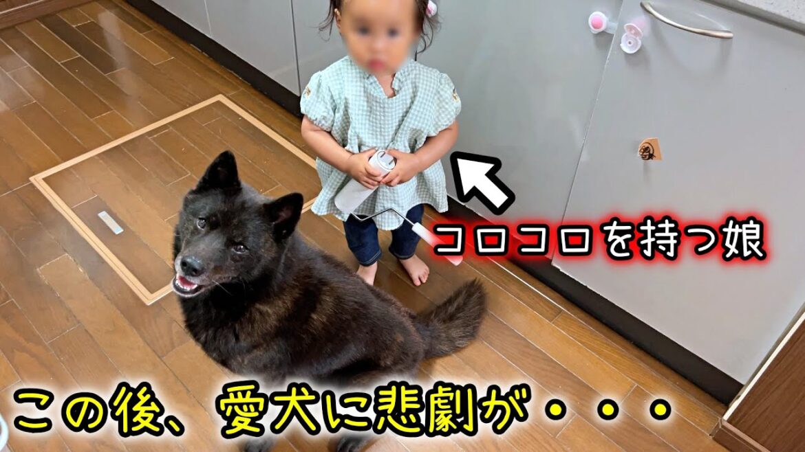 甲斐犬一休が娘に優しすぎる件【コロコロしてたら悲劇が・・・】
