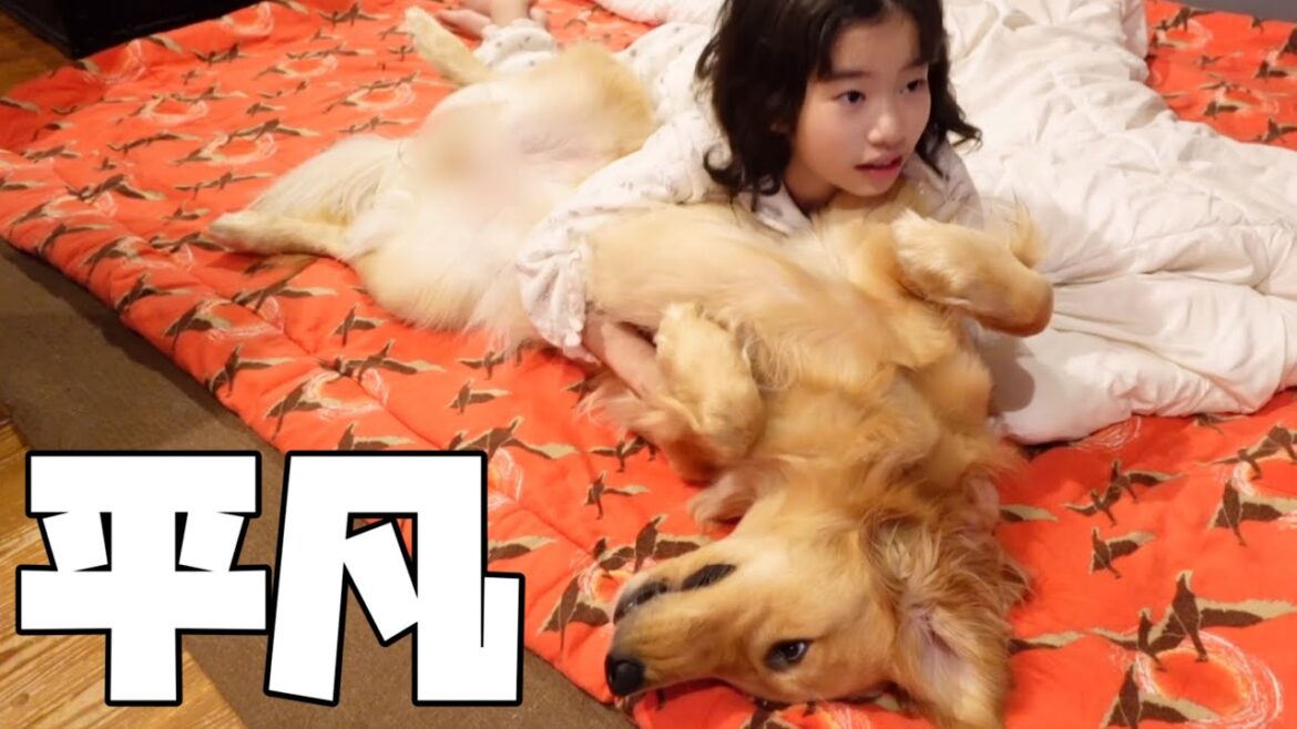 【大型犬1歳のいる生活#13】愛犬と過ごす平凡な一日が心地良い