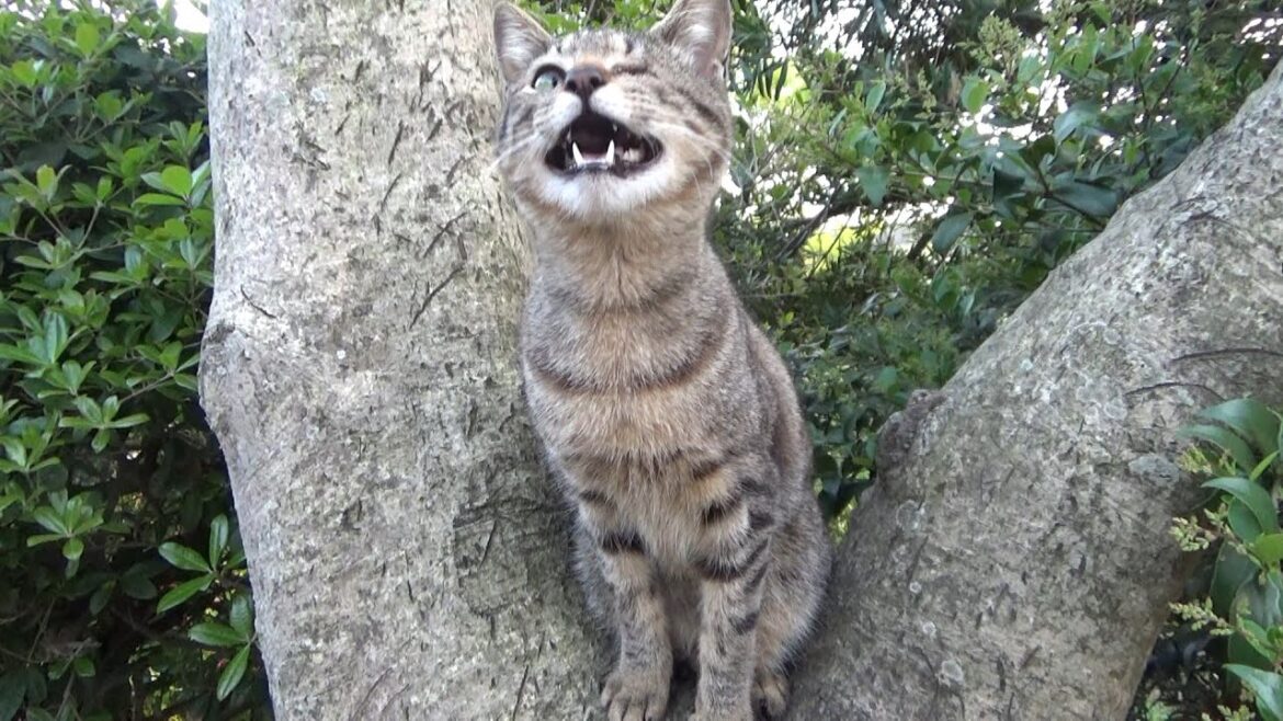 猫が不安そうなので甲斐犬の柵を作りました
