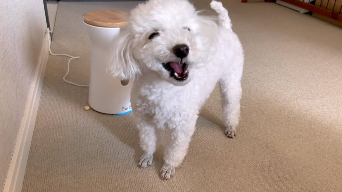 【困惑】我が家のトイプードルの留守番中に不審者を投入してみた 【困惑】我が家のトイプードルの留守番中に不審者を投入してみた