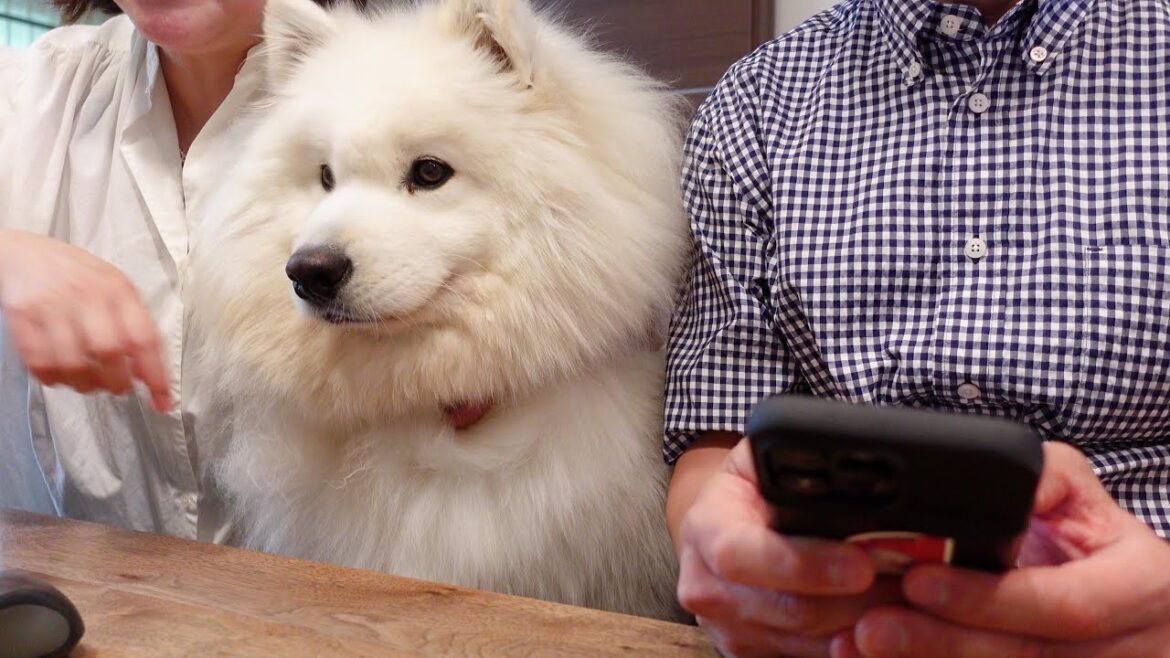 サニーにYouTube動画をチェックしてもらって許可を頂きました/サモエド samoyed
