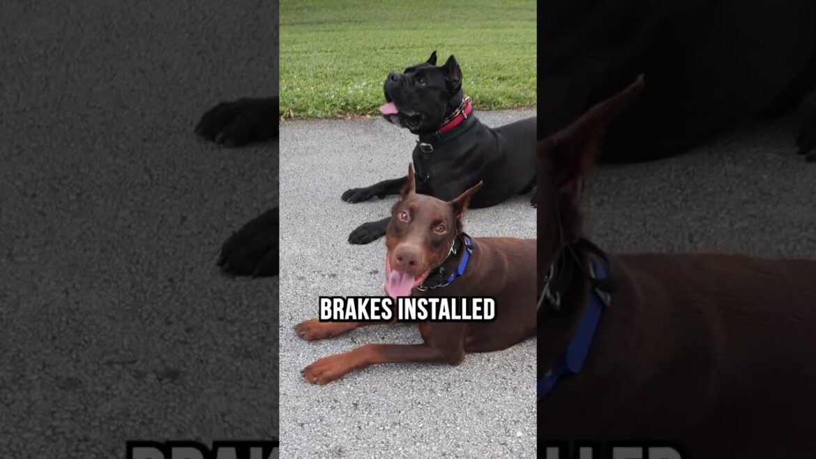 Testing a Doberman and Cane Corso’s Brakes