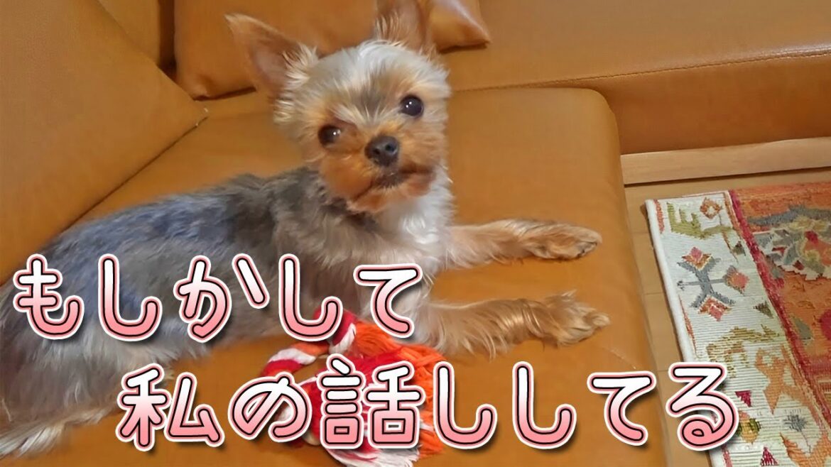 【ヨークシャテリア】自分の話しをされているのに気付いたヨークシャテリア【Yorkshire Terrier】