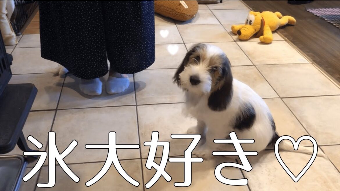 プチバセABBYは氷が欲しい
