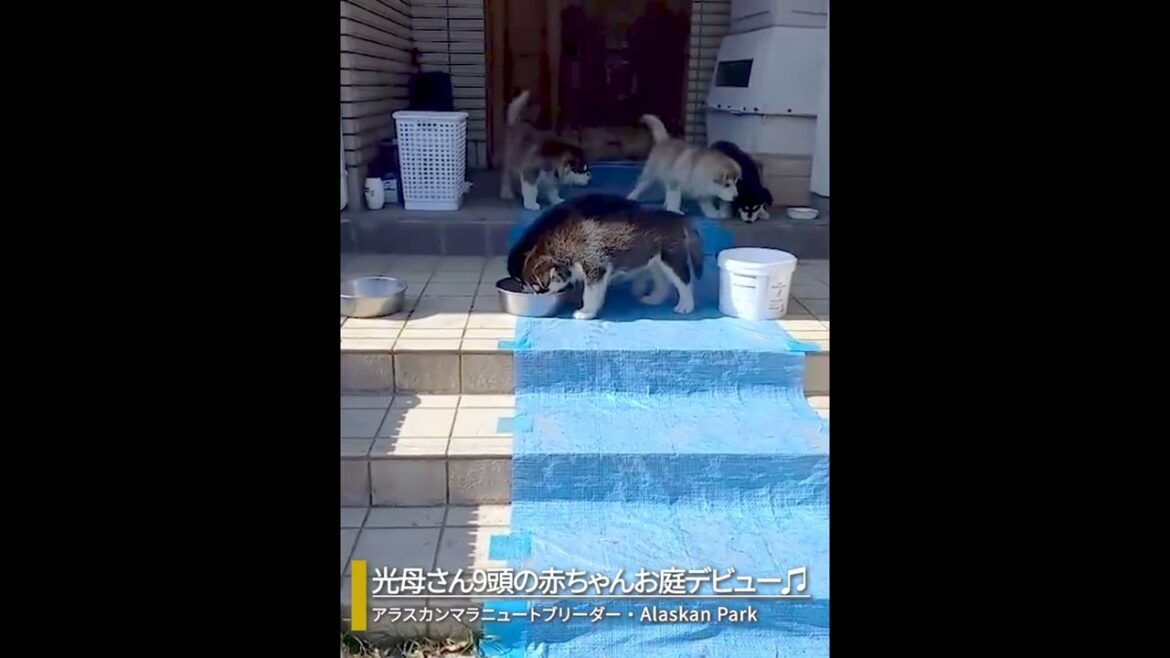 【アラスカンマラミュート】3月16日生まれ光母さん9頭の赤ちゃんお庭デビュー