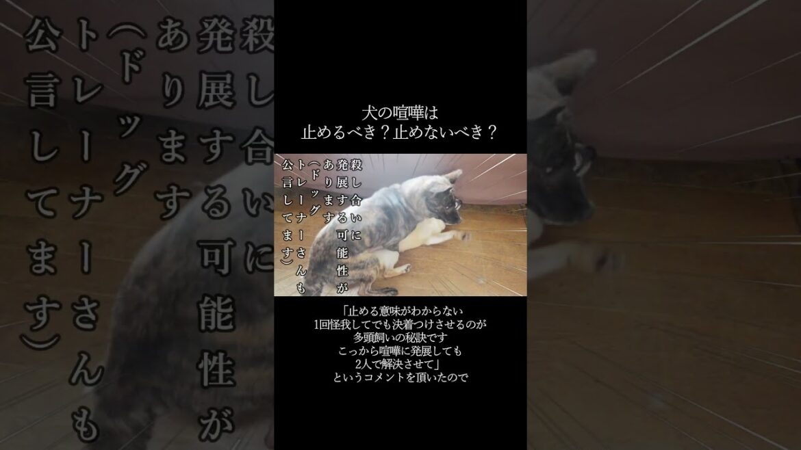 犬の喧嘩は止めるべき?止めないべき?【甲斐犬・柴犬】 #shorts 犬の喧嘩は止めるべき?止めないべき?【甲斐犬・柴犬】 #shorts