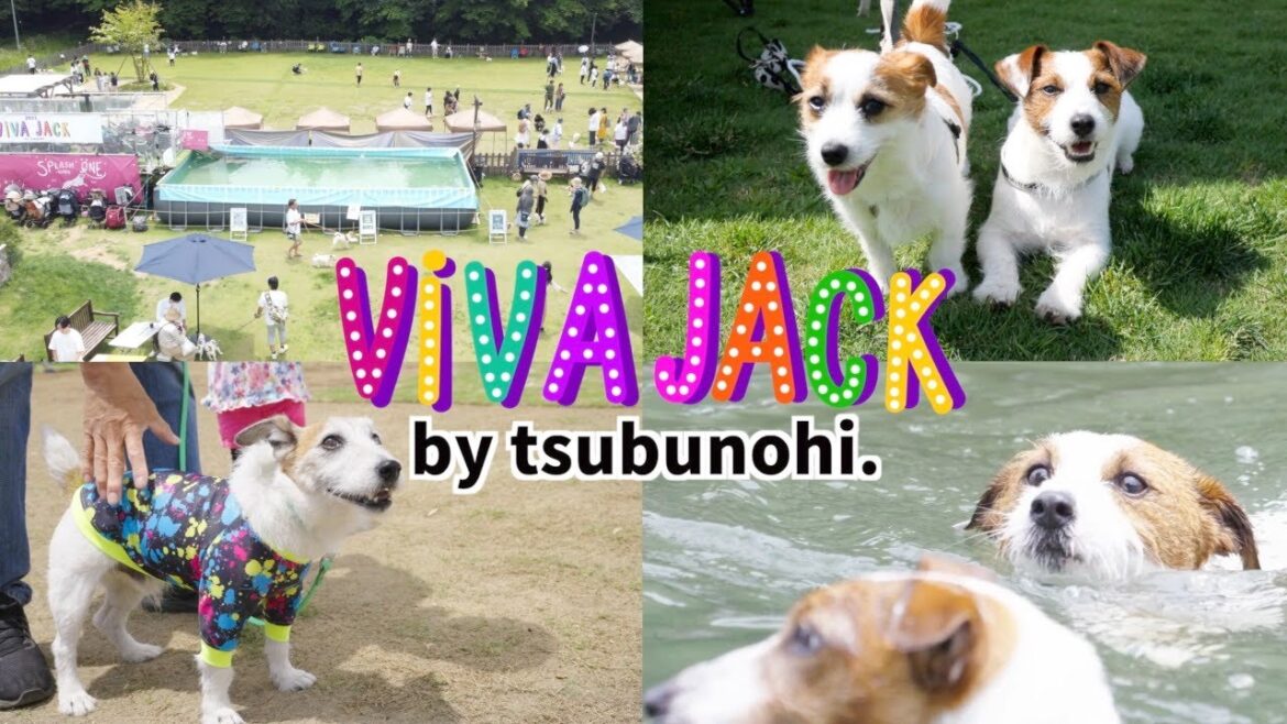 広大なドッグランを貸し切って250頭のジャックが集まるイベントを開催しました#1/VIVAJACK/ジャックラッセルテリア 広大なドッグランを貸し切って250頭のジャックが集まるイベントを開催しました#1/VIVAJACK/ジャックラッセルテリア