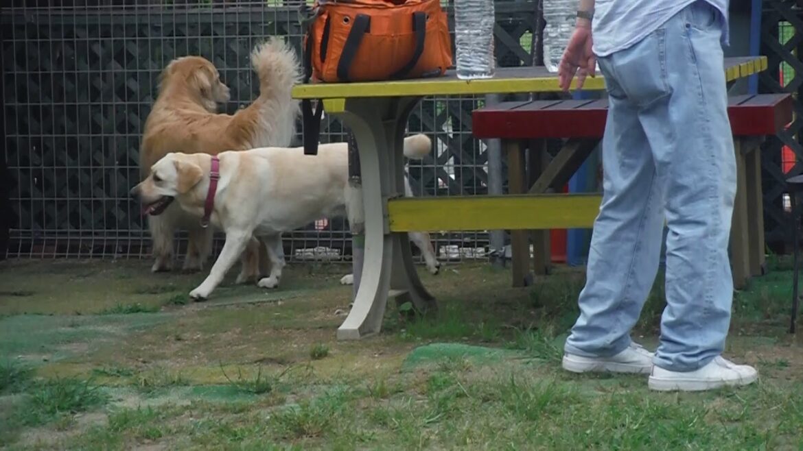 ご気楽ダックストッティ「ビアデッド、いきなりどアップなのよさ。」