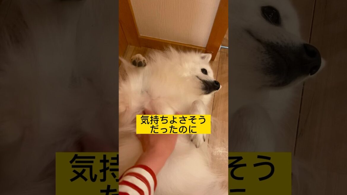 マッサージが気に入らなかったスピッツ犬の反応がひどい　#日本スピッツ #japanesespitz #shorts