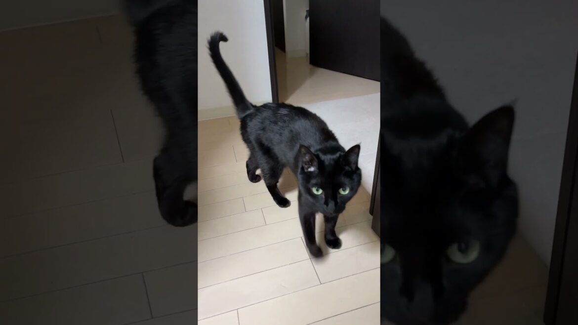 愛猫に、大切な事を気付かされた瞬間