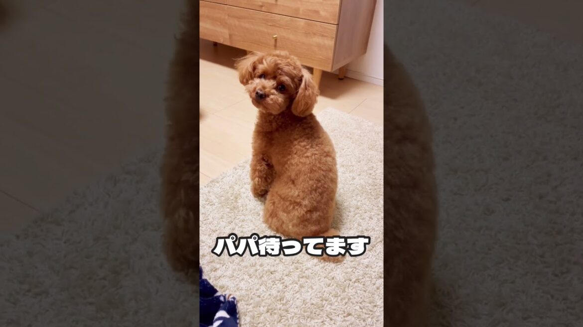 忠犬トイプードル 忠犬トイプードル