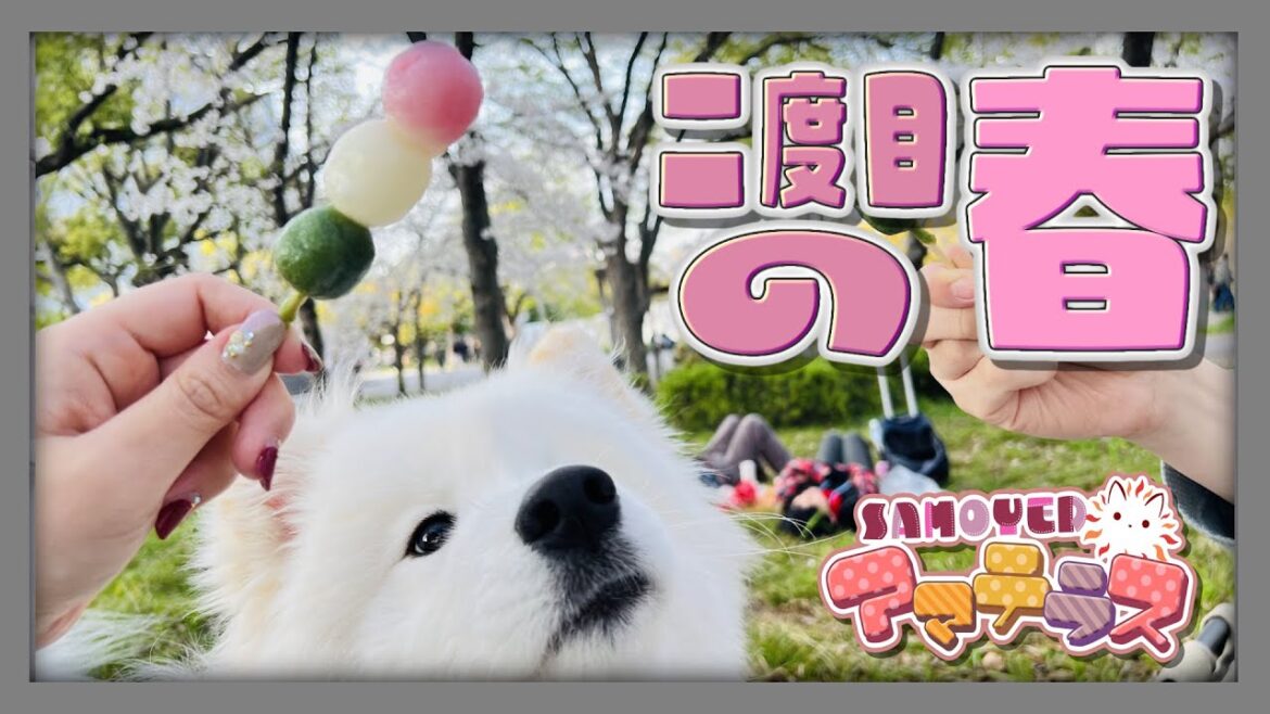 〔🌞🤍〕大阪城公園でサモエドとお花見🌸 Samoyed Japanese SAKURA