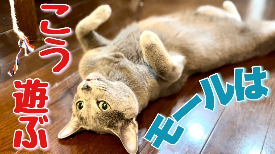 ロシアンブルー | 猫のひとり遊びと毛並みが映える床の関係？ [Russian Blue cat Kotetsu] A cat playing alone, the coat and a flooor