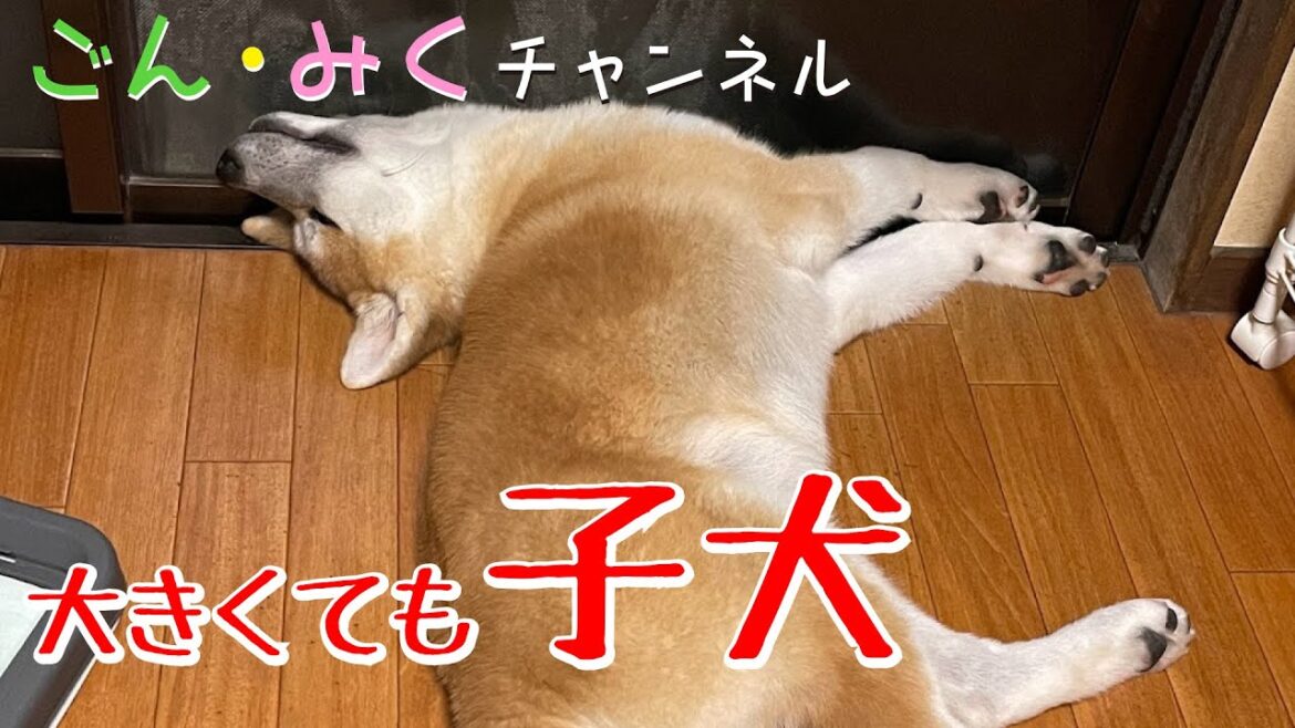 【大きくても 仔犬】 秋田犬【ゴン太】成長記録 【大きくても 仔犬】 秋田犬【ゴン太】成長記録