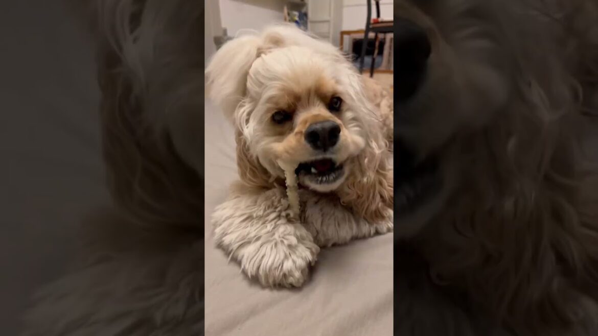 ぽてが骨噛むところ見てて　　#あきが食べるとこ見てて#佐藤秋#アメリカンコッカースパニエル