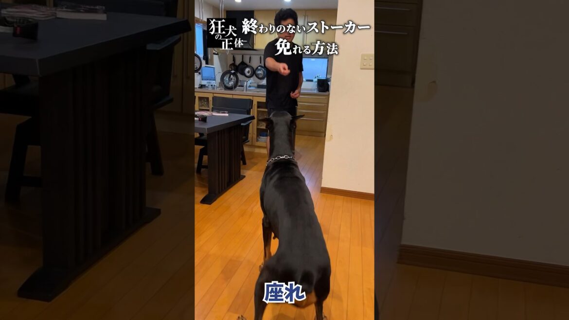 ドーベルマンの地獄のようなストーカーを終わらせる方法