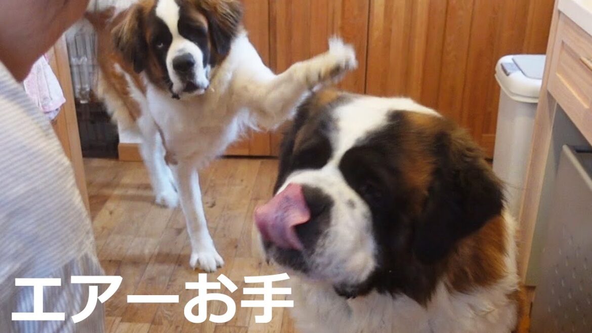 【エアーお手】ぽんのお手が凄い！平凡なセントバーナードとペキニーズの日記 生肉食べる超大型犬